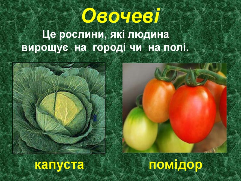Овочеві        Це рослини, які людина  